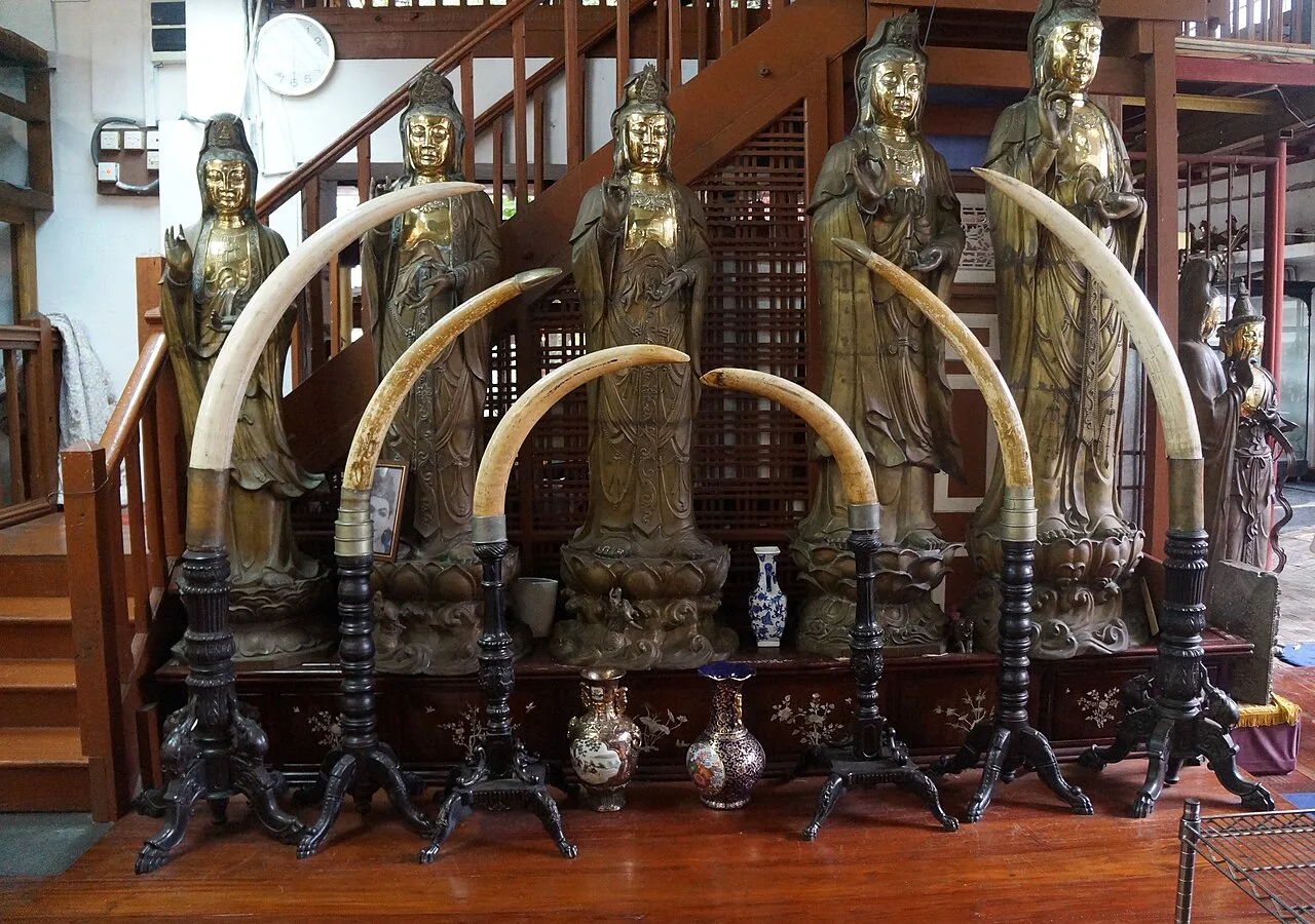 Colombo - Elephant tusks from the Gangaramaya_Temple.-Colombo, Sri Lanka.- South Asia.