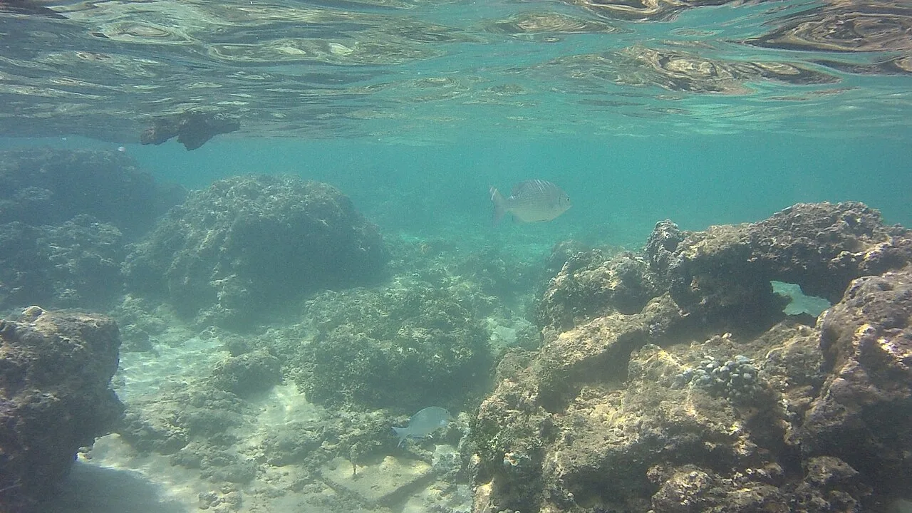 Hikkaduwa - The Hikkaduwa coral reef or National Park consists of a network of fringing reefs around the southern area of the island, specifically near the city o