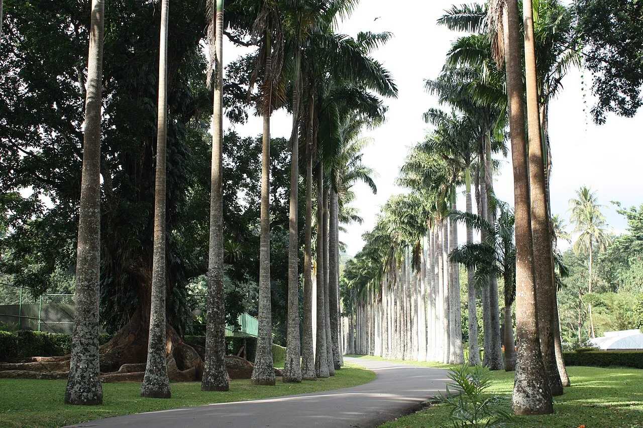 Kandy - Alley in Royal Botanic Gardens, Kandy,  Central Province of Sri Lanka.