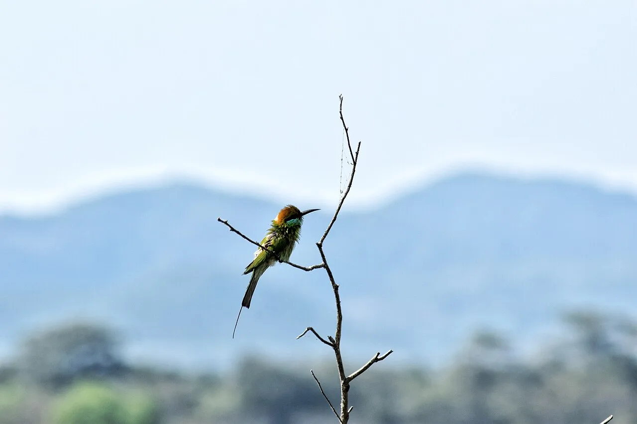 Minneriya National Park - A bee-eater nestles on a thin branch at Minneriya National Park, Sri Lanka.