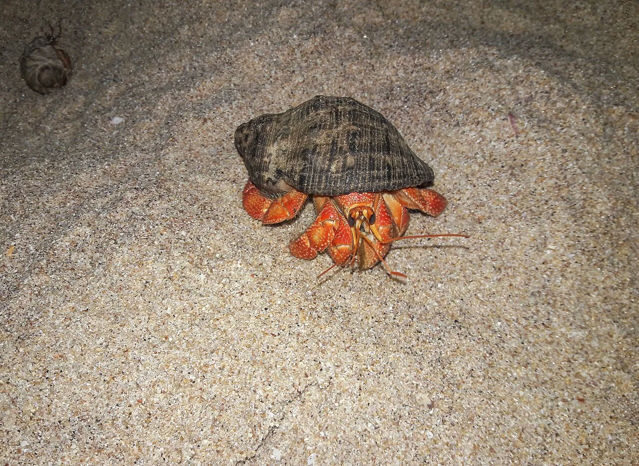 Nilaveli - Hermit crabs (Paguroidea) crawl at night on the sand on a tropical beach. They are nocturnal creatures, staying more active at night than during the d
