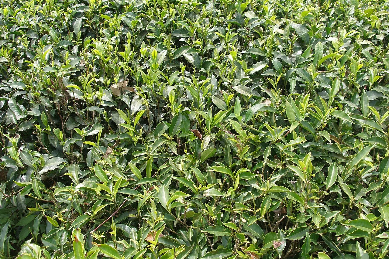 Nuwara Eliya - A tea plantation near Nuwara Eliya in a medium altitude area. Nuwara Eliya is a plateau at an elevation of 1,900 m. Ceylon black tea from these planta