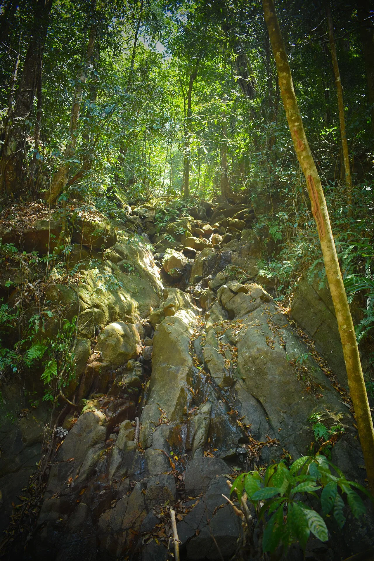Sinharaja Forest Reserve - The Sinharaja rain forest is the largest remaining patch of tropical rain forest in Sri Lanka. It is an ecological hotspot with a significant percenta
