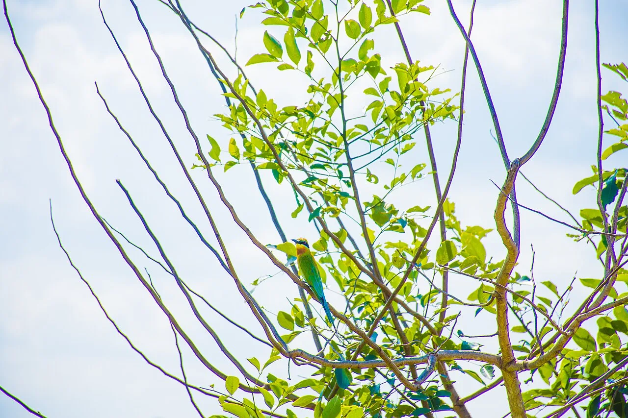Udawalawe National Park - Kingfisher on a branch