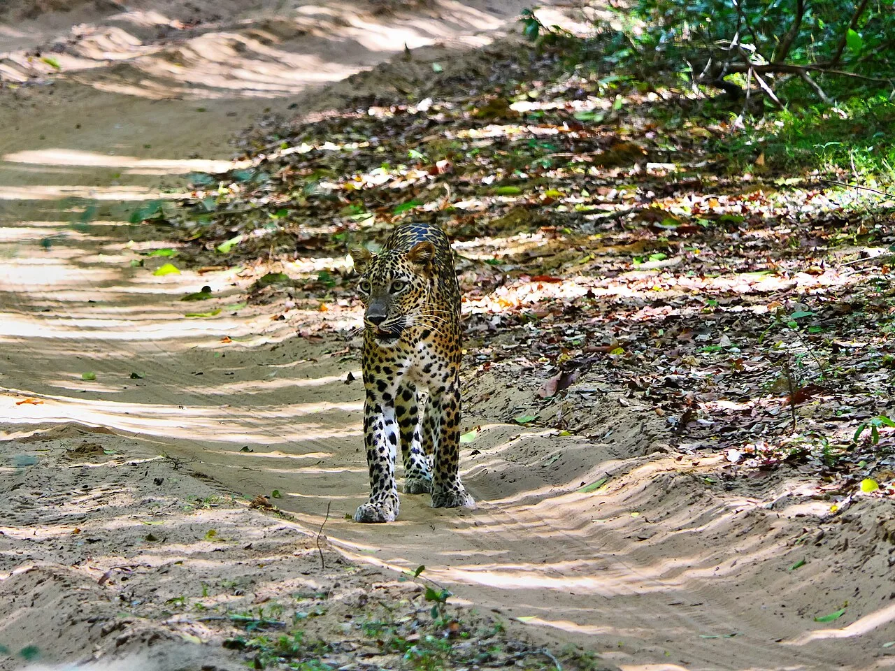 Wilpattu National Park