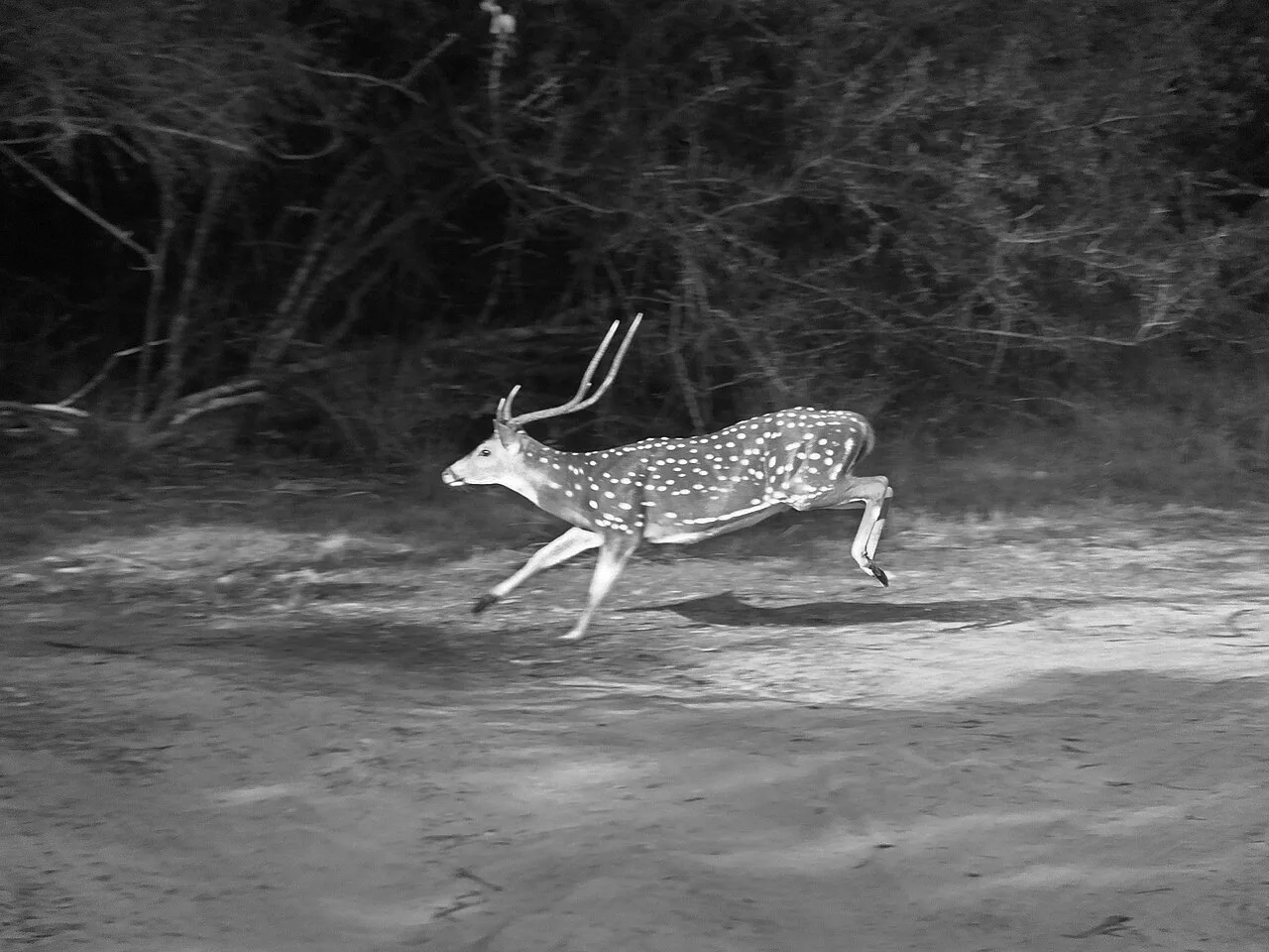 Wilpattu National Park - This Chital deer is running away in alarm as we started the safari jeep in wilpattu national park