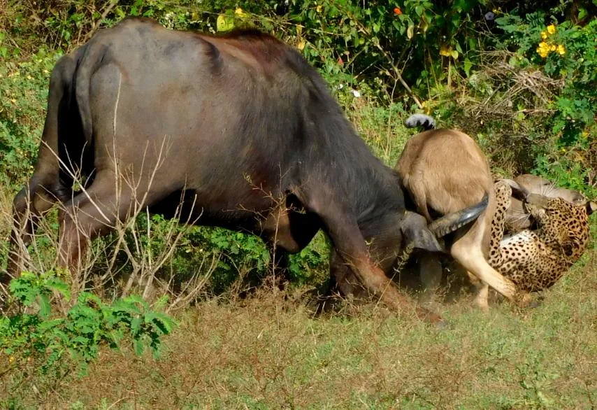 Yala National Park