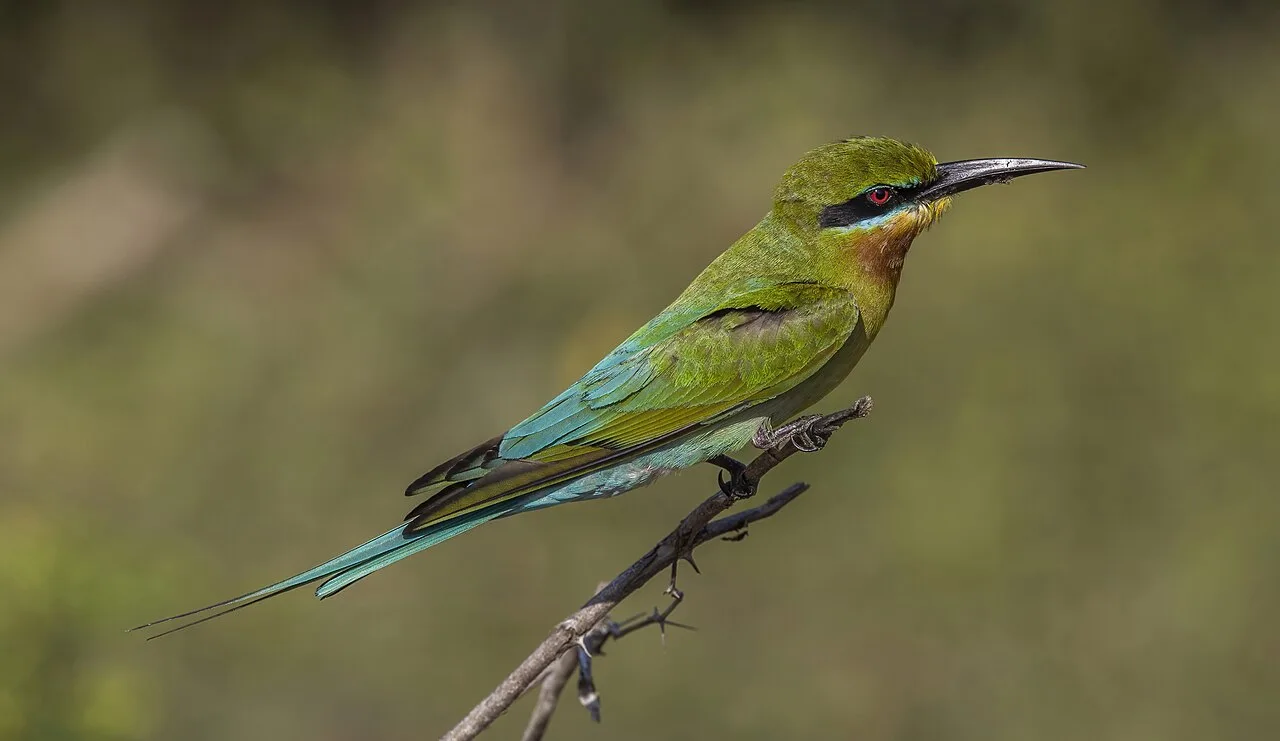 Yala National Park - Blue-tailed bee-eater (Merops philippinus), Yala National Park, Sri Lanka